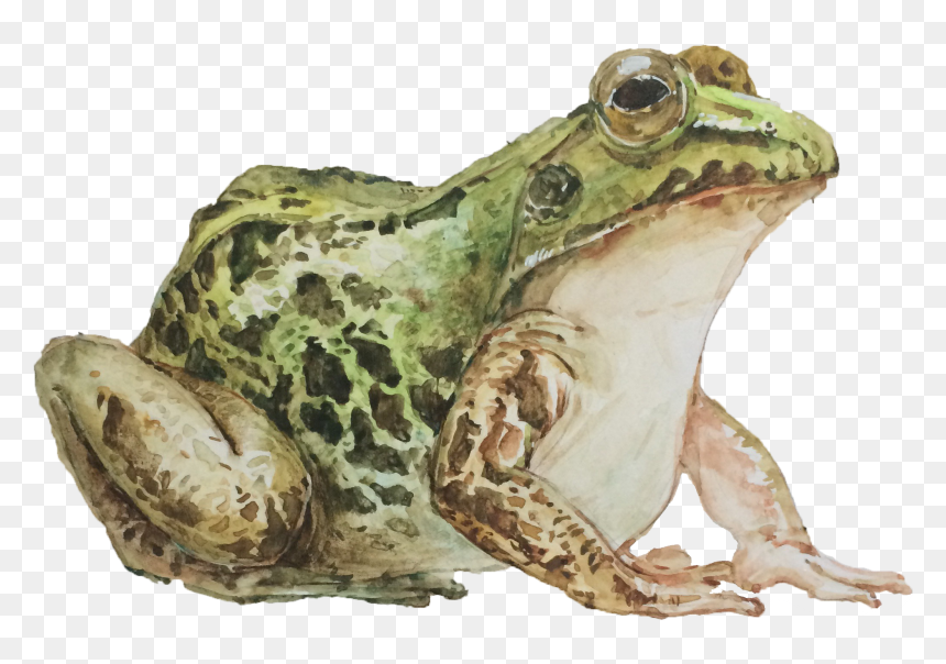 Mink Frog, HD Png Download - scared mouth png