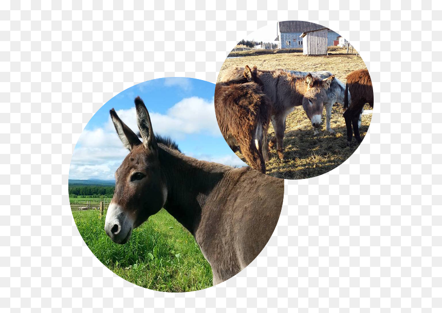 La Vie À L"asinerie - Burro, HD Png Download - burro png