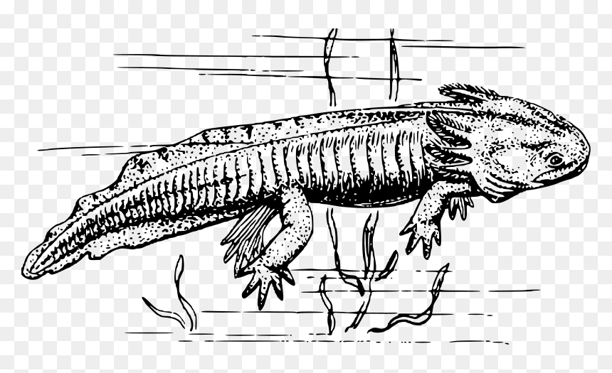 Axolotl - Black And White Clipart Axolotl, HD Png Download - axolotl png