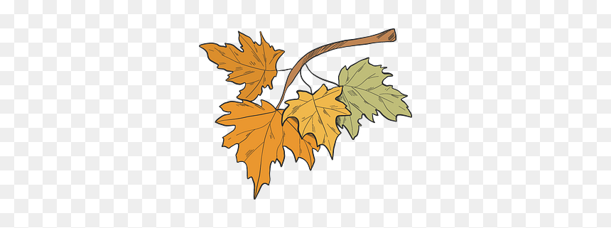Fall Leaves Clipart - Maple Leaf, HD Png Download - fall leaf clip art png