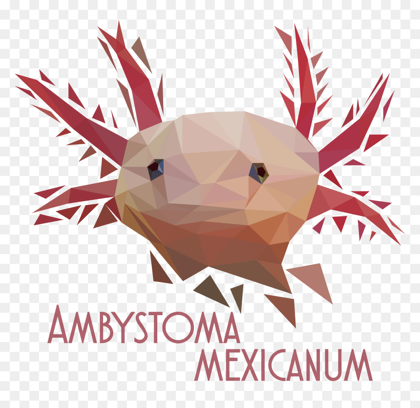 Minimal Axolotl, HD Png Download - axolotl png