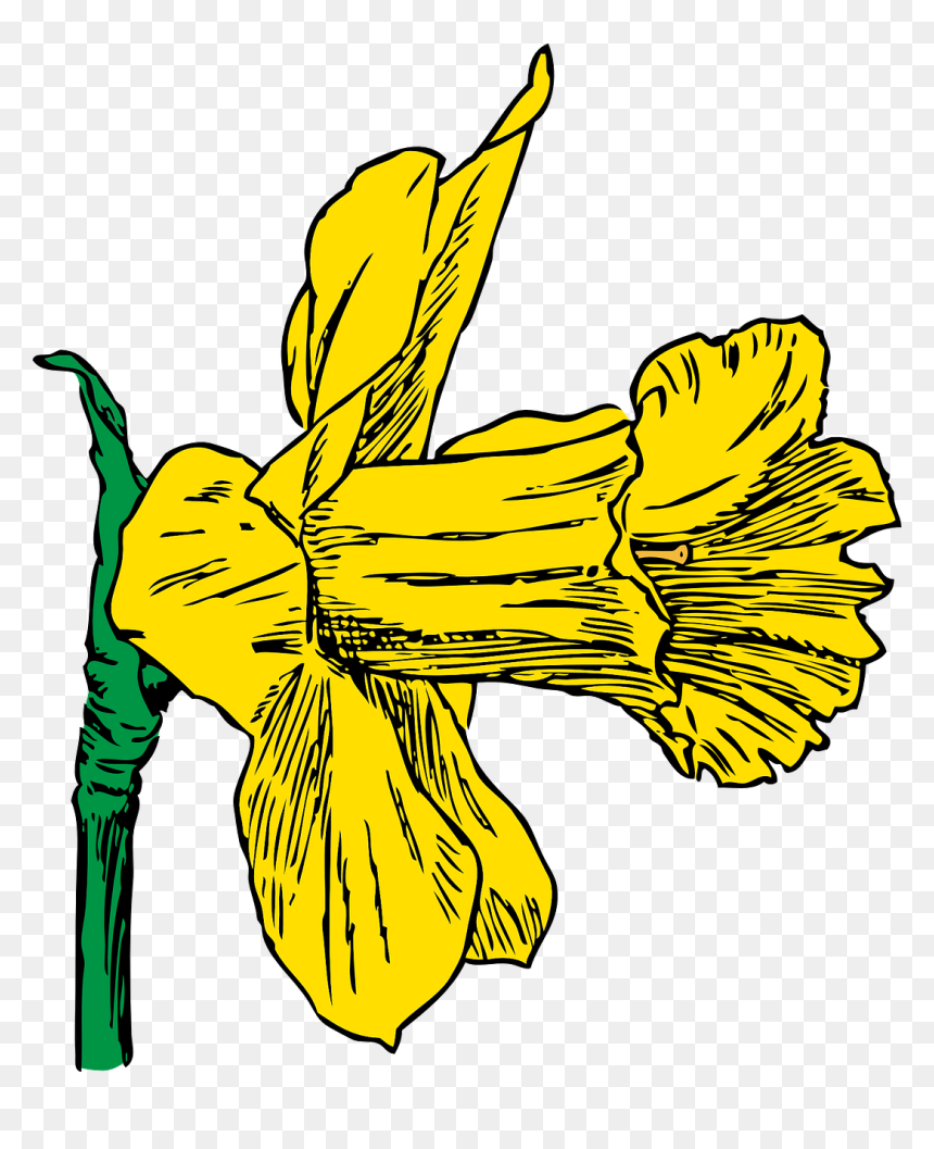 Daffodil Clip Art, HD Png Download - spring season clipart png