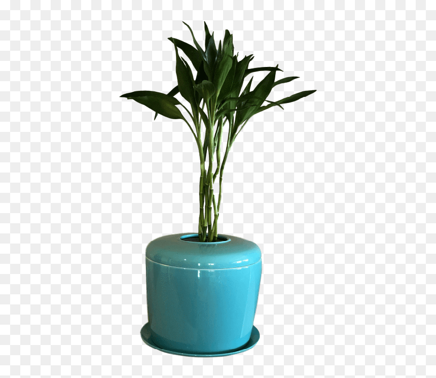 Houseplant, HD Png Download - bamboo plants png