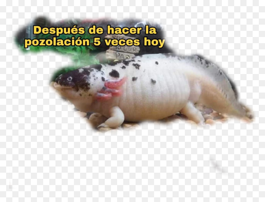 #fat #axolotl - Fachadas De Casas Andaluzas, HD Png Download - axolotl png