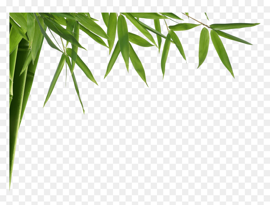 Aceite Para Masaje Shelo Nabel, HD Png Download - bamboo plants png