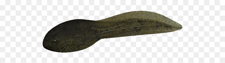 Blender Week Day Challenge, HD Png Download - tadpole png