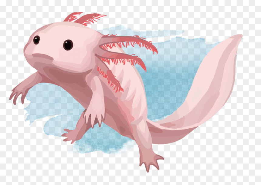 Art By Nima Sotoudeh - Illustration, HD Png Download - axolotl png