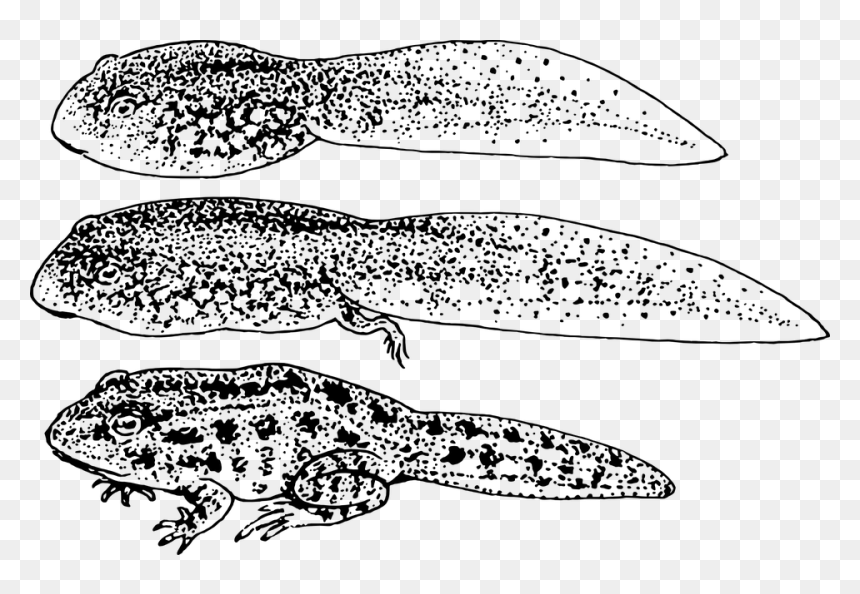 Tadpole Larva Of Frog, HD Png Download - tadpole png