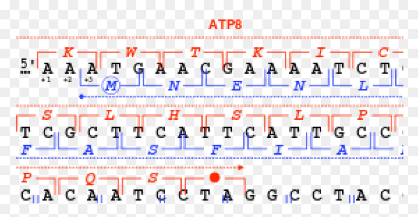 Bioinformatics Blog - Gen Mt Atp6, HD Png Download - axolotl png