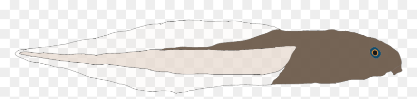Boana Punctata Tadpole Illustration - Sketch, HD Png Download - tadpole png