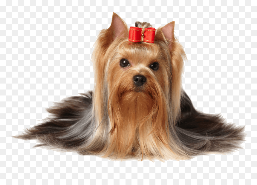 Dog Hair Png - Yorkshire Dog Png, Transparent Png - aardvark png