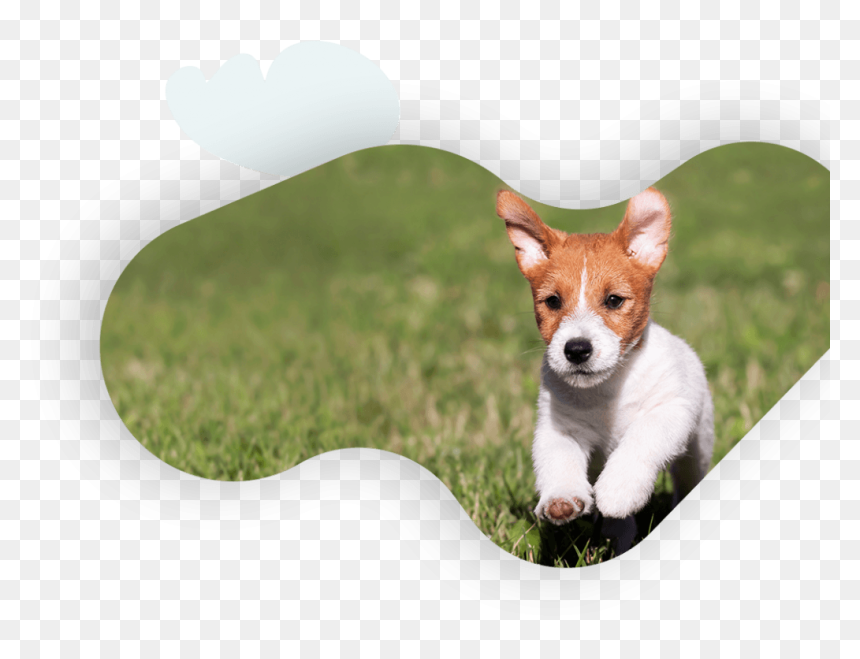Kromfohrländer, HD Png Download - veto png