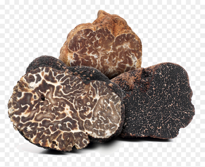 What Is A Truffle - Types Of Truffles, HD Png Download - truffle png