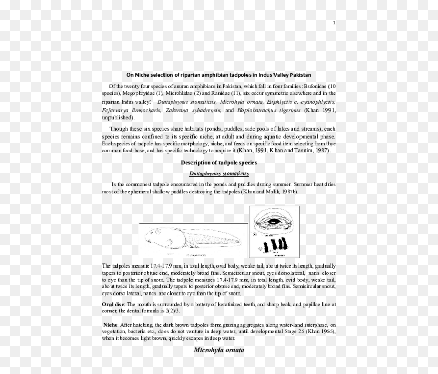 Document, HD Png Download - tadpole png