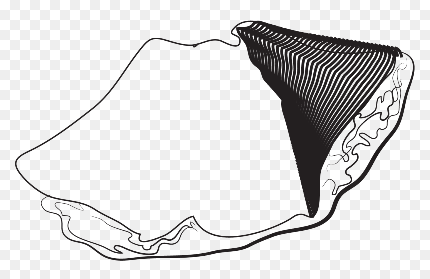 Sketch , Png Download, Transparent Png - nuevo png