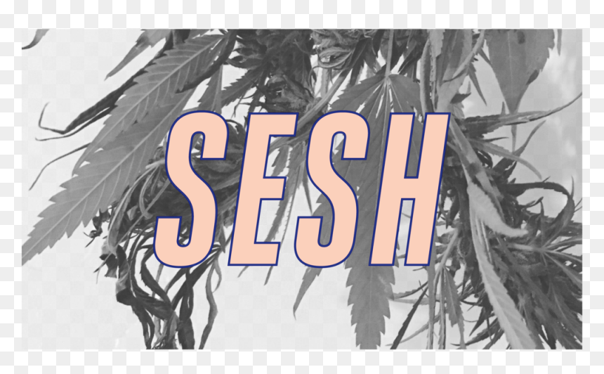 Transparent Sesh Logo Png - Tree, Png Download - sesh logo png