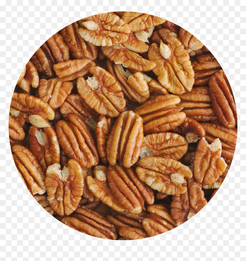 Pecan Circle - Pecan, HD Png Download - pecan png