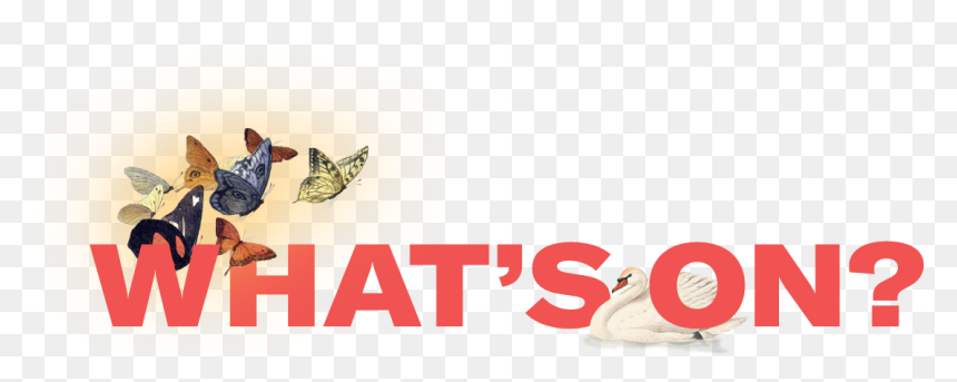 Graphic Design, HD Png Download - hamilton star png