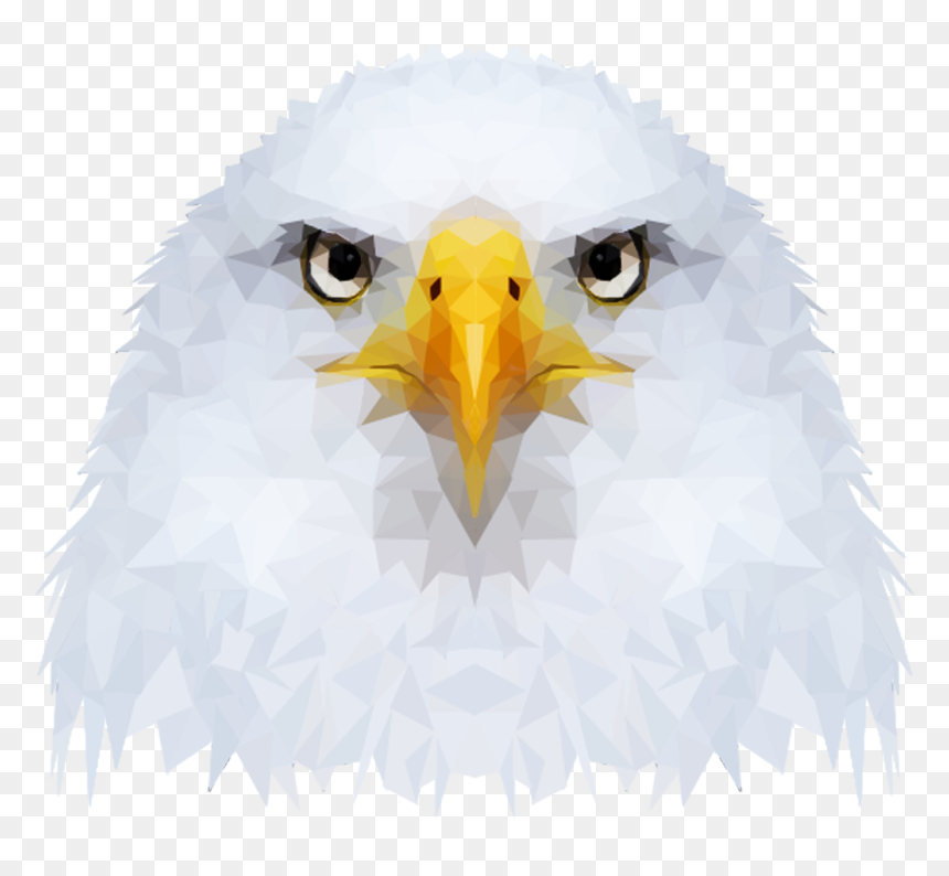 Bald Eagle, HD Png Download - birds png photoshop