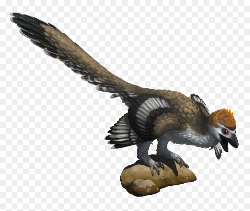 Zhenyuanlong Transparent Bg - Turkey, HD Png Download - birds png photoshop