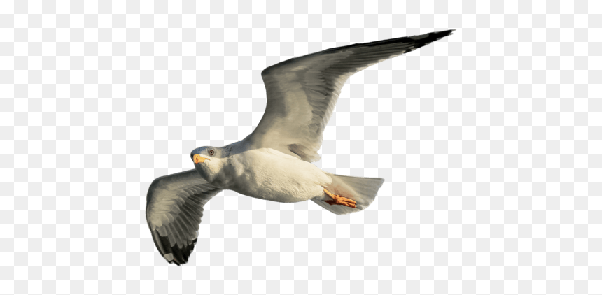 Black Skimmer, HD Png Download - birds png photoshop