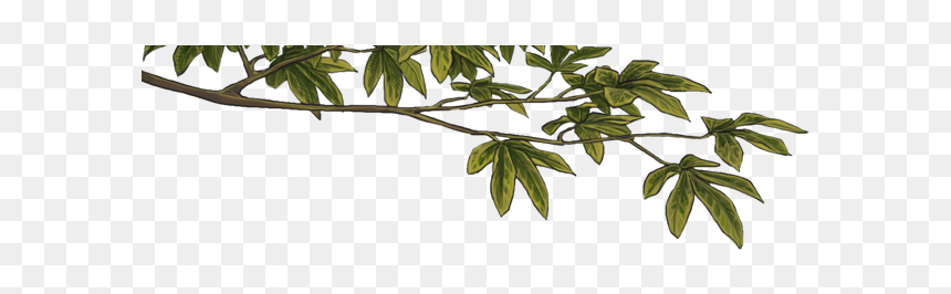 Clip Art, HD Png Download - dry tree branches png