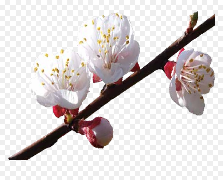Cherry Blossom, HD Png Download - dry tree branches png