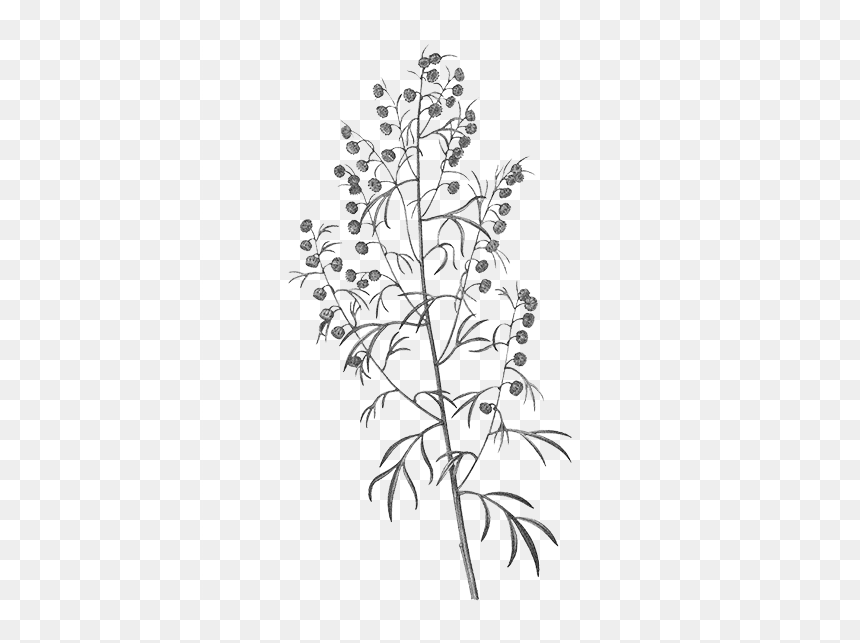 Common Wormwood, HD Png Download - dry tree branches png