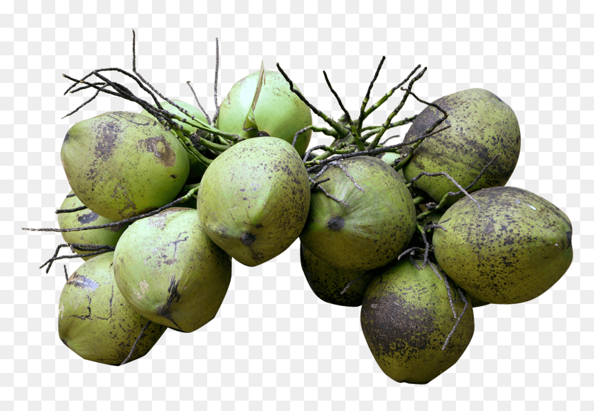 Each Coconut Will Have An Unique Code, With This You - Coconut, HD Png Download - single coconut tree png