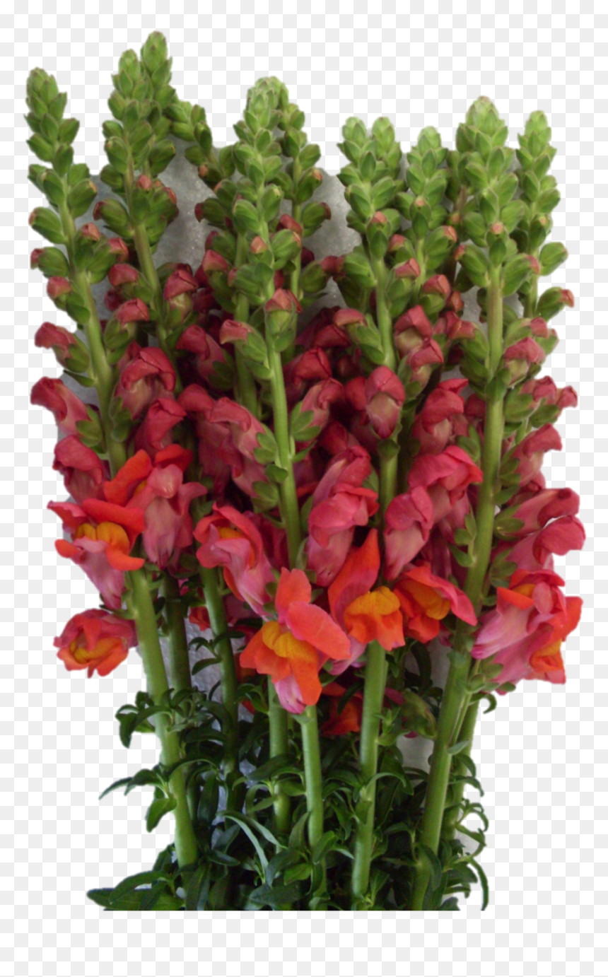 Flower, HD Png Download - red rose bunch png