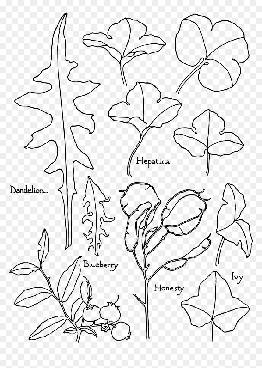 Line Art, HD Png Download - flying leaf png