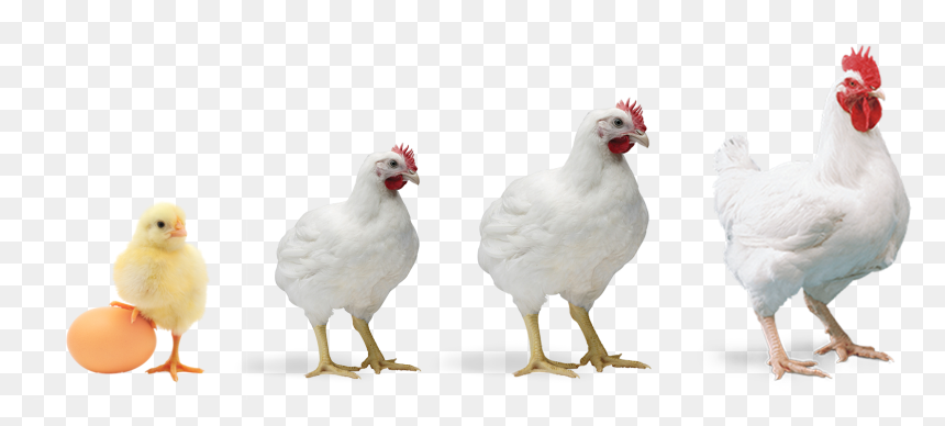 Thumb Image - Poultry Farming, HD Png Download - broiler png