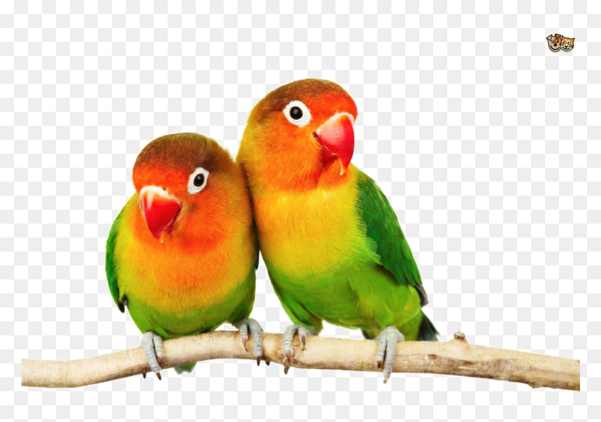 Love Birds Png Pic - Love Birds Transparent Background, Png Download - birds .png