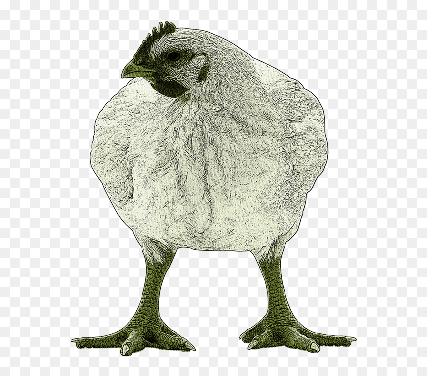 Great Grey Owl, HD Png Download - broiler png