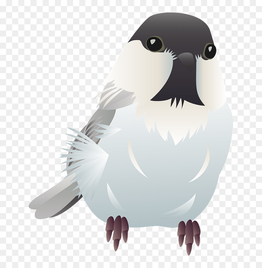 Willow Tit Bird Clipart - Adã©lie Penguin, HD Png Download - birds .png