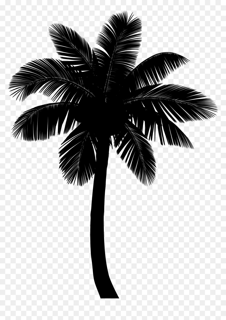 Asian Palmyra Palm Coconut Silhouette Borassus - Attalea Speciosa, HD Png Download - 3d coconut tree png