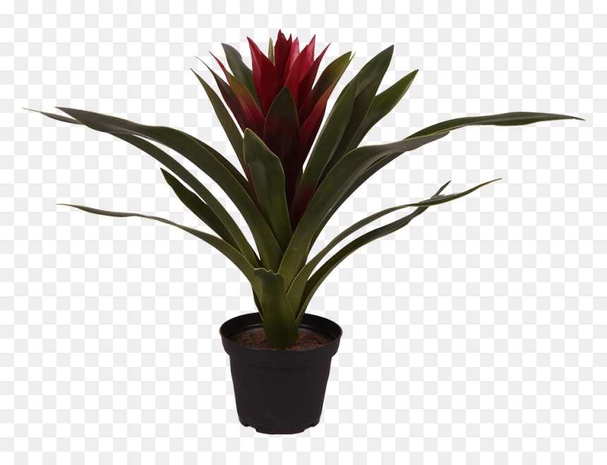 Pl159 - Houseplant, HD Png Download - plant png image