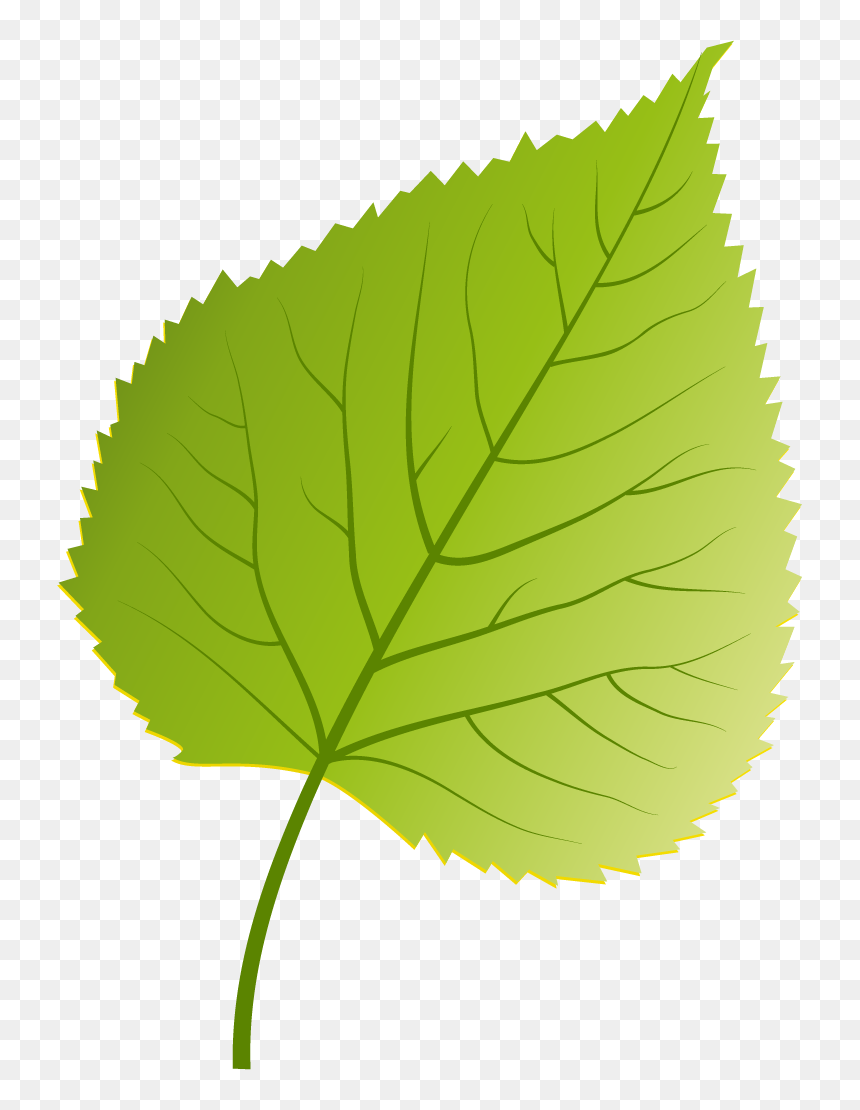 Illustration, HD Png Download - plant png image