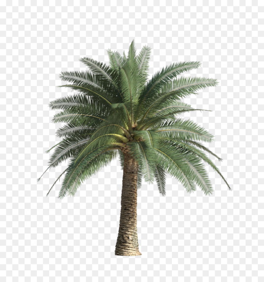 Exotic And Palm Trees45, Itoo Software Store - Attalea Speciosa, HD Png Download - 3d coconut tree png
