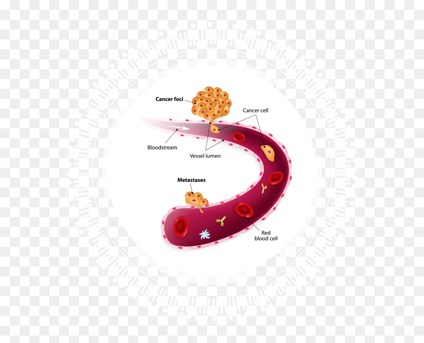 Peacock Rangoli Art, HD Png Download - blood test png