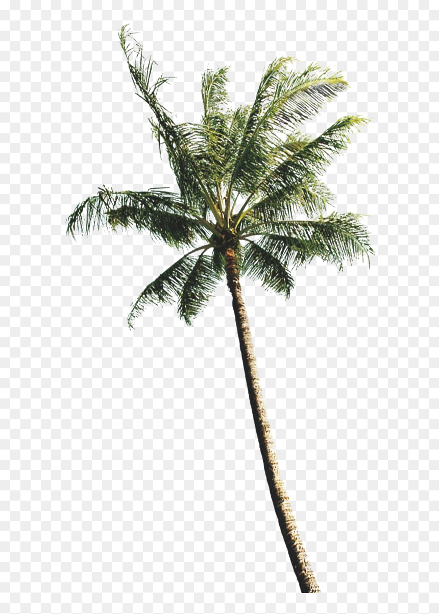 Coconut Tree Illustration, HD Png Download - coconut palm tree png
