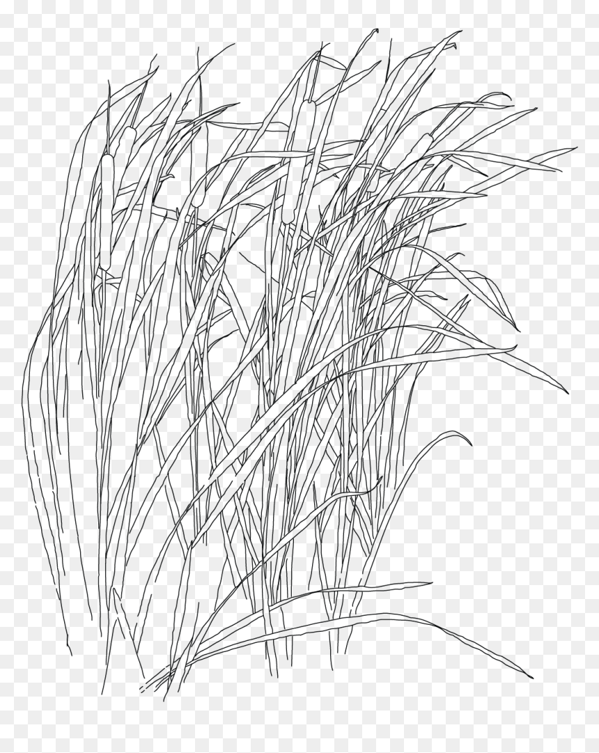 Sketch, HD Png Download - water grass png