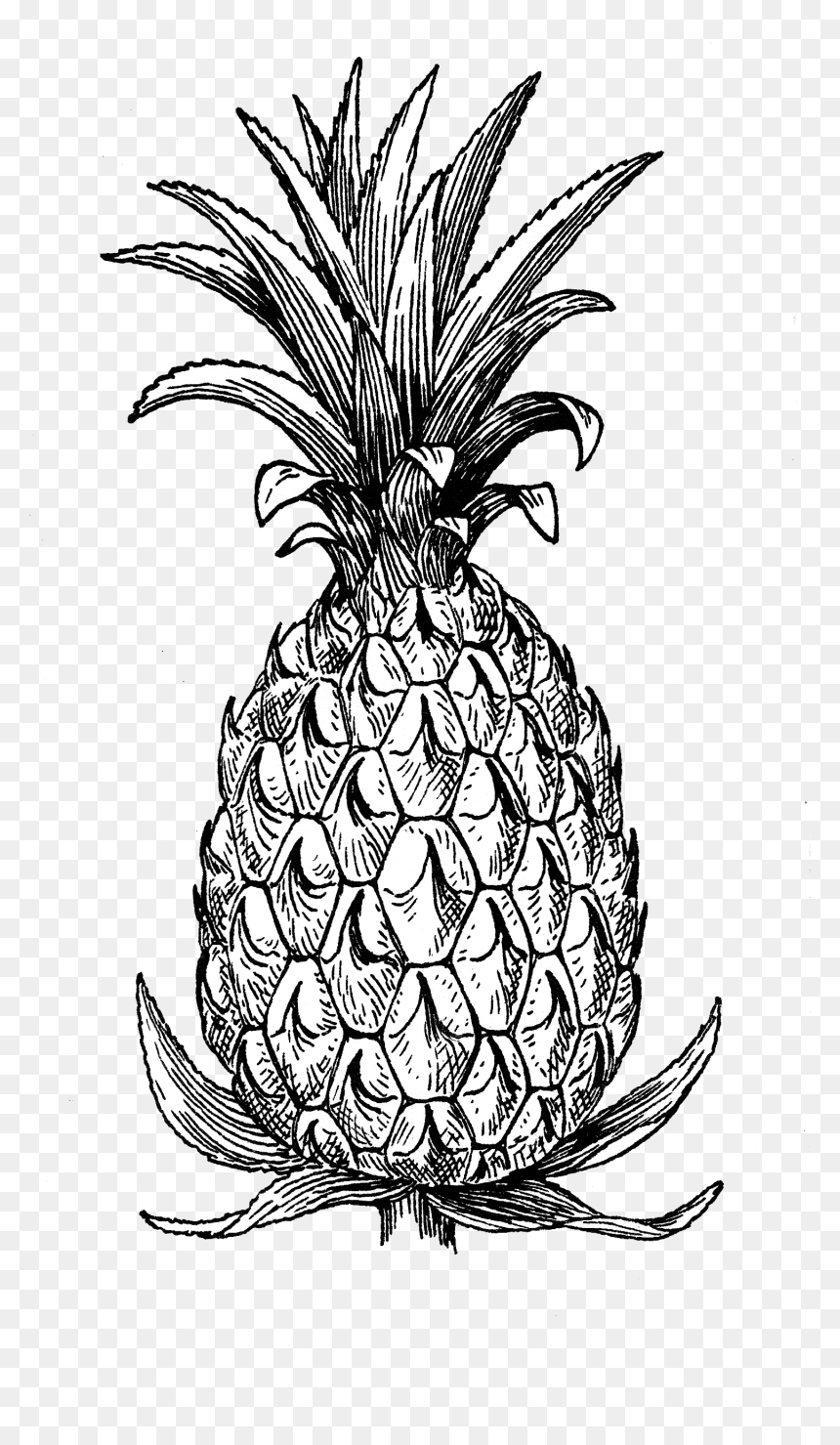 Pineapple - Pineapple Part Black And White, HD Png Download - pineapple fruit png