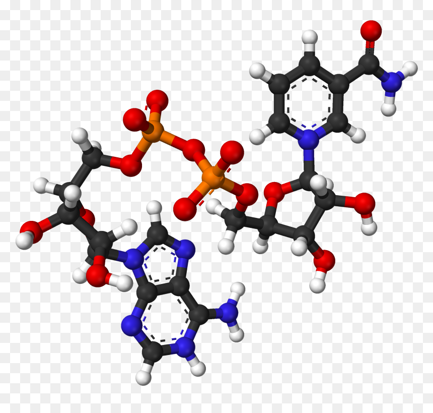 Nad From Xtal 2003 3d Balls - Nicotinamide Adenine Dinucleotide 3d, HD Png Download - color balls png