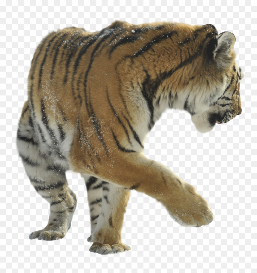 Siberian Tiger , Png Download - Tiger Sitting Lion Png, Transparent Png - tiger in png