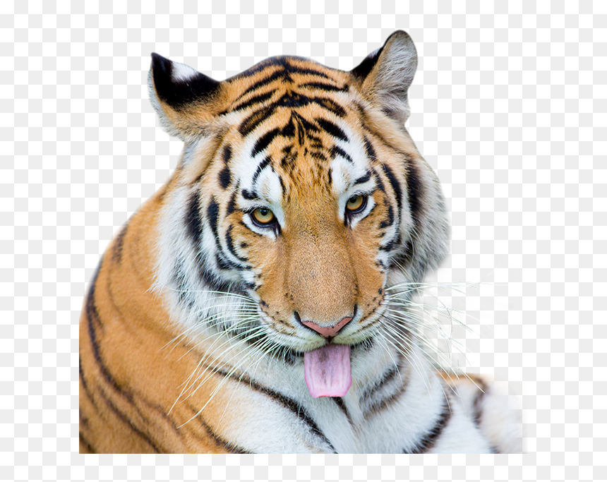 Siberian Tiger , Png Download - Siberian Tiger, Transparent Png - tiger in png