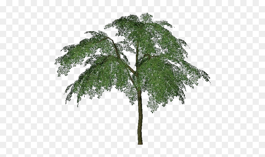 3d Trees - Prune - Acca Software - Pond Pine, HD Png Download - 3d trees png