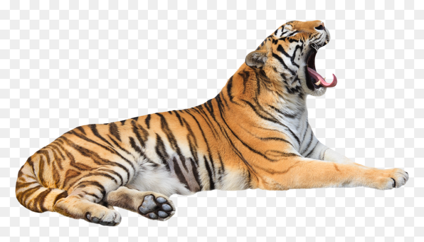 Tiger Hd Png, Transparent Png - tiger in png