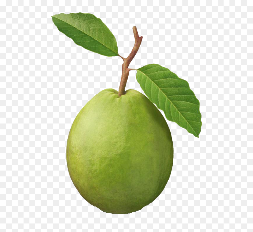Guava Punch Clip Art Fruit - Study Of Oxalate Ions In Guava Fruit, HD Png Download - fresh fruits png