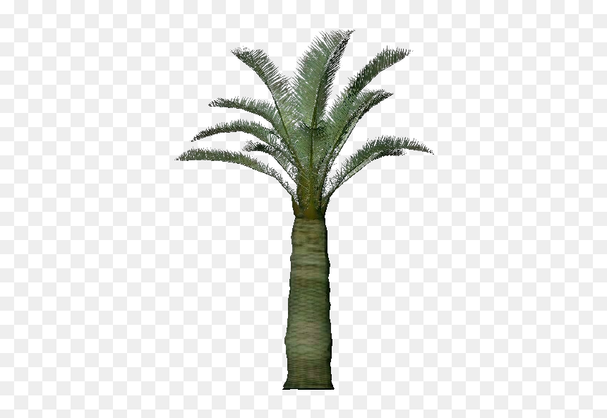 Jubaea Png - 3d Trees - Jubaea Chilensis - Acca Software - Palmera Jubaea Png, Transparent Png - 3d trees png